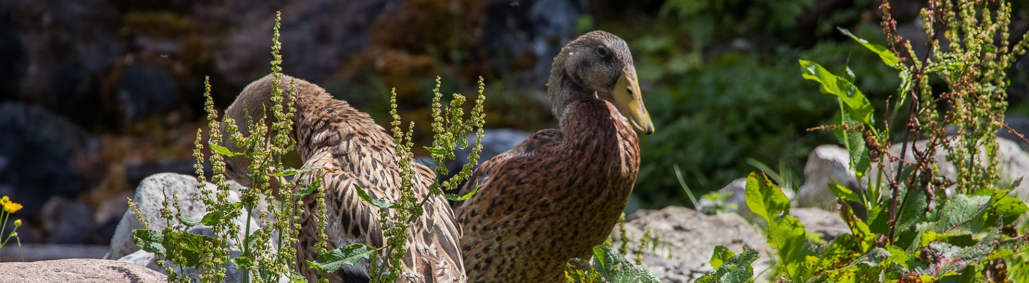 Sommerurlaub im Pillerseetal